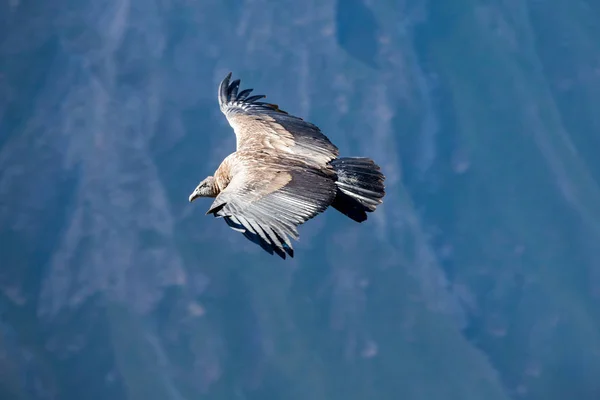 Condor vlucht — Stockfoto