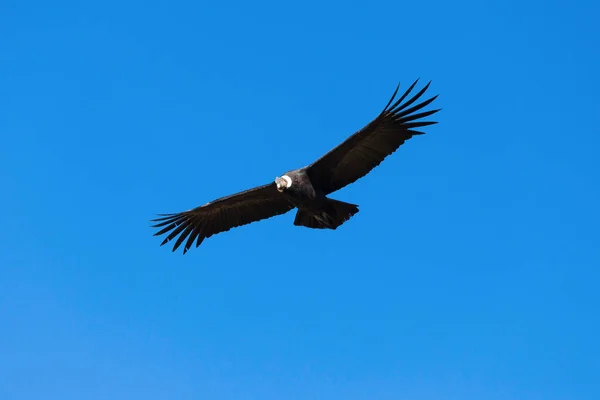 Condor repülés — Stock Fotó