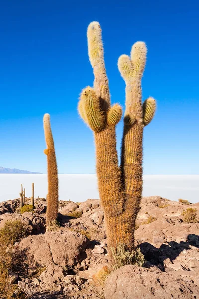 Cactus Island, Uyuni — Stock Photo, Image