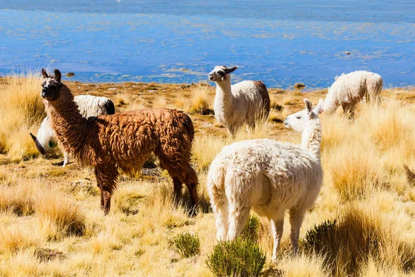 Cute lamas — Stock Photo, Image