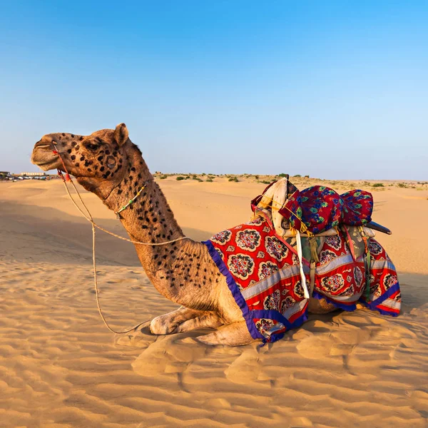 Camels in desert — Stock Photo, Image