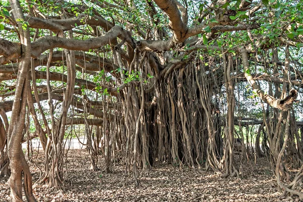 Баньяново дерево — стоковое фото