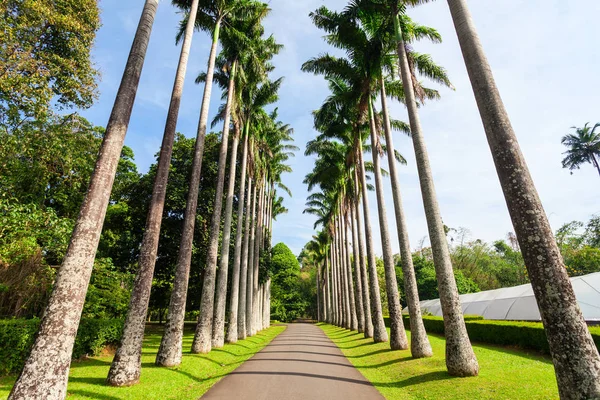 Peradeniya königliche botanische Gärten — Stockfoto