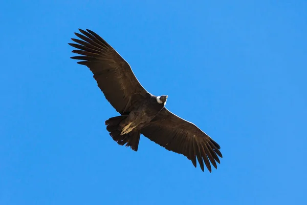 Condor πτήσης — Φωτογραφία Αρχείου