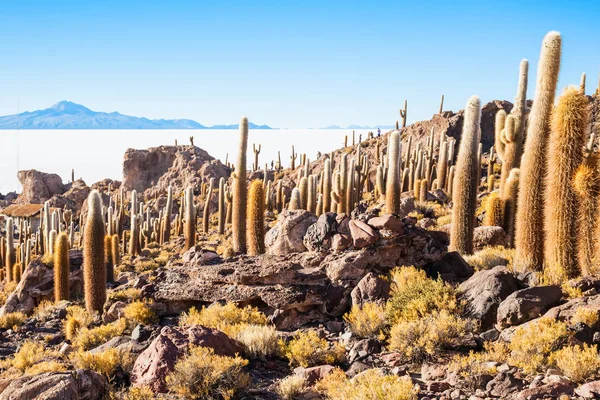 Isla Cactus, Uyuni — Foto de Stock