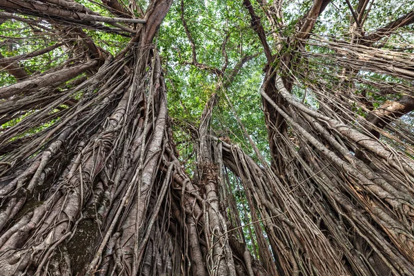 Banyan δέντρο — Φωτογραφία Αρχείου