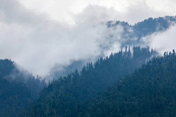 Дерева в тумані — стокове фото