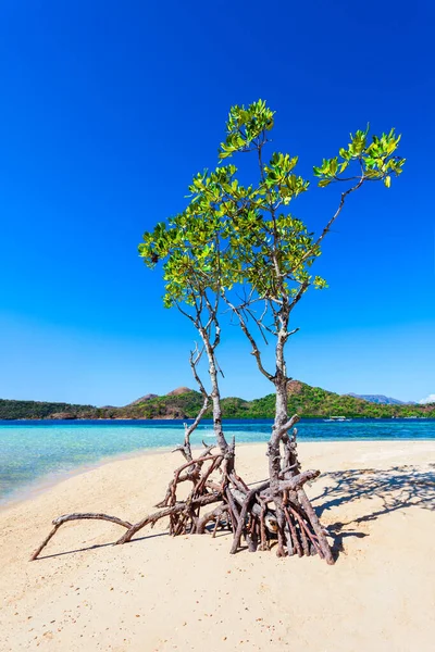 フィリピンのパラワン州 コロン島のマングローブの木と黄色の砂浜 — ストック写真