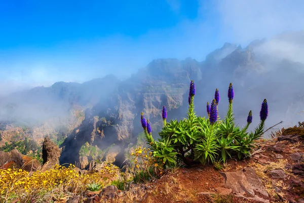 Pico Arieiro Pico Ruivo Trek Mistyczny Krajobraz Kwiatami Echium Cancancans — Zdjęcie stockowe