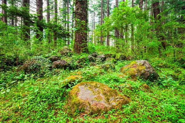 Deodar Dans Parc Naturel Manali Parc Public Près Village Manali — Photo