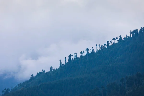 Paisagem Cênica Encosta Montanha Arborizada Nuvens Com Deodars Evergreen Névoa — Fotografia de Stock