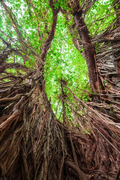 Big banyan or indian ficus tree in Goa in India