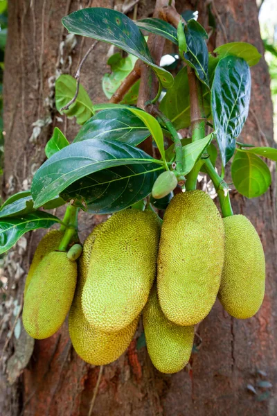 Jackfruktträd Med Stora Mogna Frukter Indien — Stockfoto