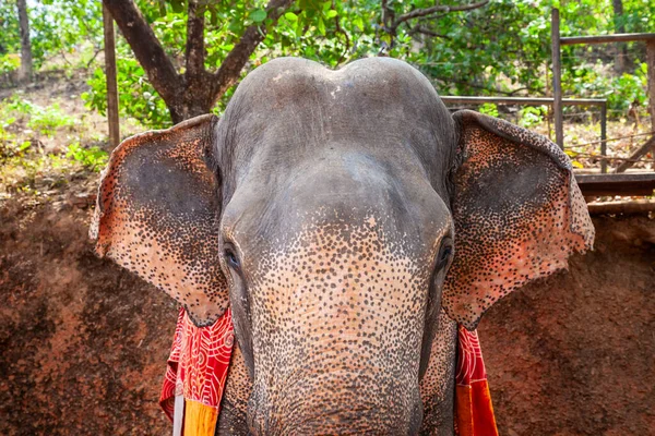 Ελέφαντας Στο Αγρόκτημα Μπαχαρικών Στην Γκόα Της Ινδίας — Φωτογραφία Αρχείου