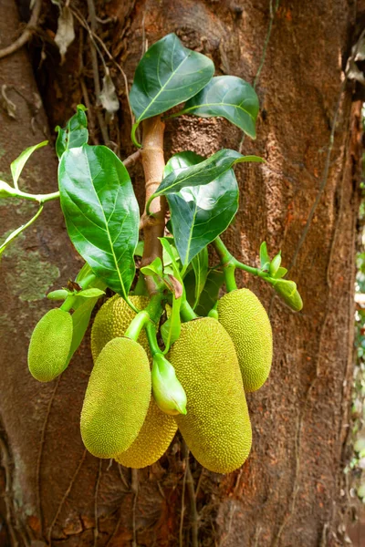 Drzewo Jackfruit Dużymi Dojrzałymi Owocami Indiach — Zdjęcie stockowe