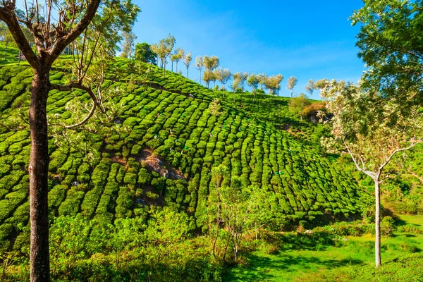 Amazing Landscape View Tea Plantation Nature Background — Stock Photo, Image