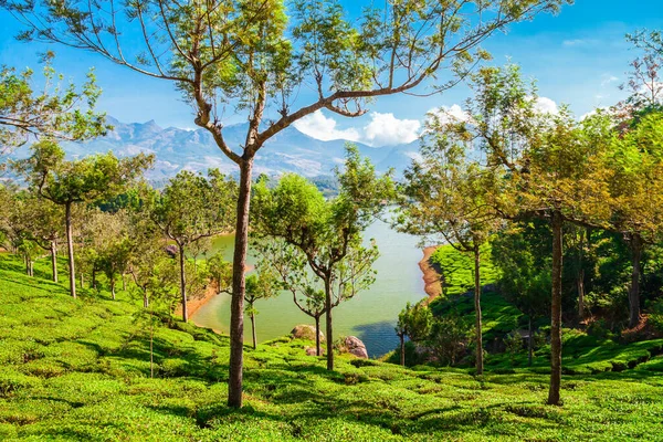 Erstaunliche Landschaft Blick Auf Teeplantage Natur Hintergrund — Stockfoto