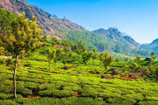 Amazing Landscape View Tea Plantation Nature Background — Stock Photo, Image