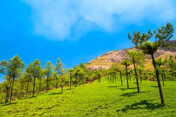 Erstaunliche Landschaft Blick Auf Teeplantage Natur Hintergrund — Stockfoto