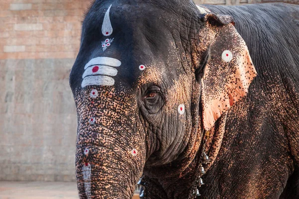 Elefante Del Templo Cerca Meenakshi Templo Situado Ciudad Madurai Tamil —  Fotos de Stock