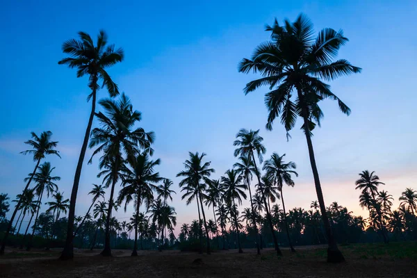 Schönheit Kokospalmen Arambol Dorf Norden Goas Indien Bei Sonnenuntergang — Stockfoto