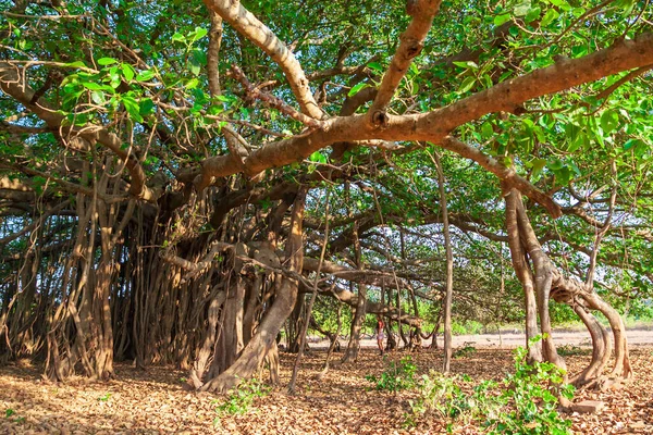 Banyan Grande Árvore Ficus Indiana Goa Índia — Fotografia de Stock