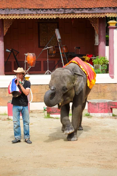 Phuket Thailand Dezembro 2010 Espetáculo Elefantes Jardim Zoológico Ilha Phuket — Fotografia de Stock