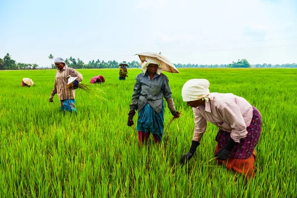 Alappuzha India Marzo 2012 Agricultores Identificados Trabajando Campo Arroz Belleza —  Fotos de Stock