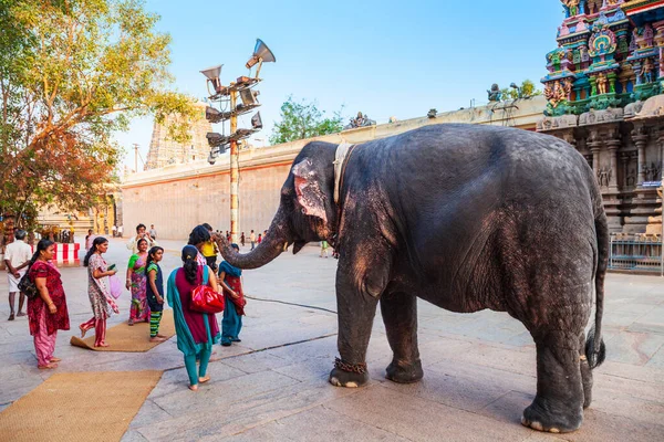 Madurai Índia Março 2012 Peregrinos Recebem Bênçãos Elefante Templo Perto — Fotografia de Stock