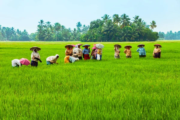 Alappuzha India March 2012 Unidentified Farmers Working Beauty Rice Field — Stock Photo, Image