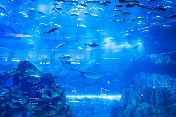 Dubai Emirados Árabes Unidos Fevereiro 2019 Dubai Aquarium Underwater Zoo — Fotografia de Stock