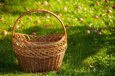 elma elma ağaçlarının dalları üzerinde. yaz. Güneş