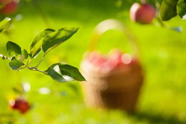 Apples on the branches of apple trees. summer. the sun — Stock Photo, Image
