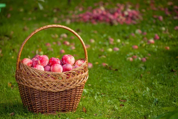 Äpfel an den Ästen von Apfelbäumen. Sommer. die Sonne Stockbild