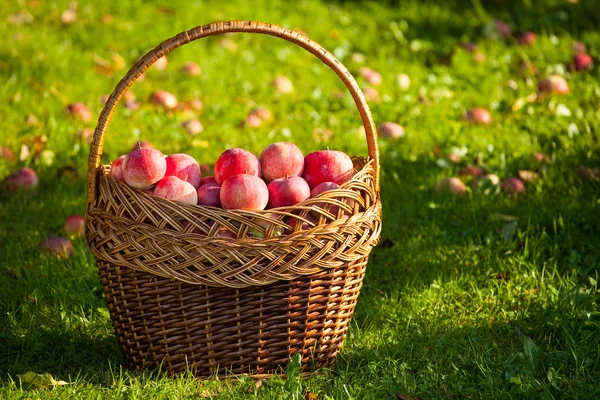 Appels op de takken van appelbomen. zomer. de zon Rechtenvrije Stockafbeeldingen