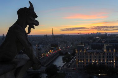Notre Dame chimeras