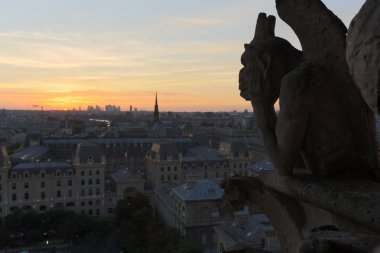Notre Dame chimeras