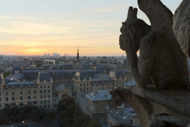 Notre Dame chimeras