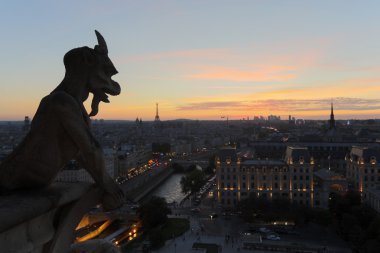 Notre Dame chimeras