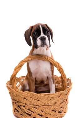 güzel boxer köpek yavrusu