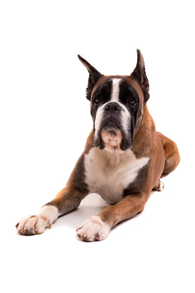 Lying german boxer — Stock Photo, Image