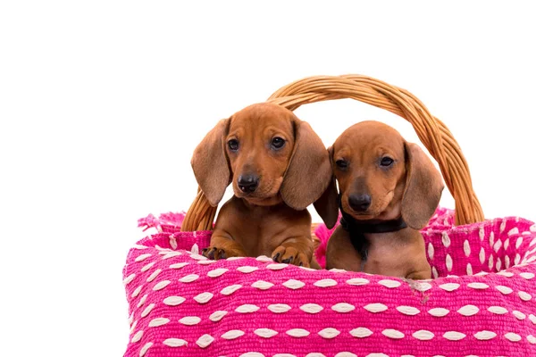 Hermosos cachorros de teckel —  Fotos de Stock