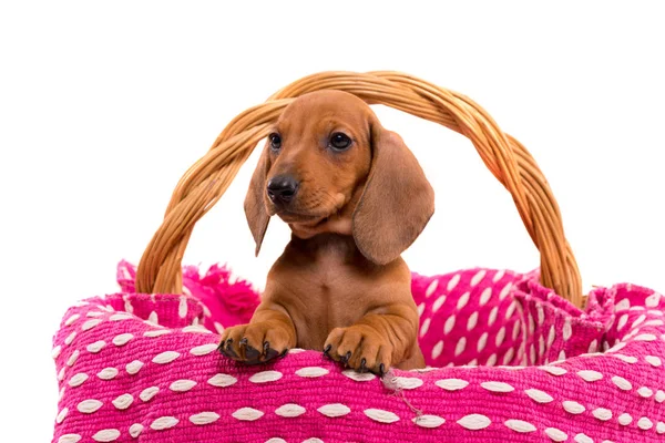 Beautiful teckel puppy — Stock Fotó