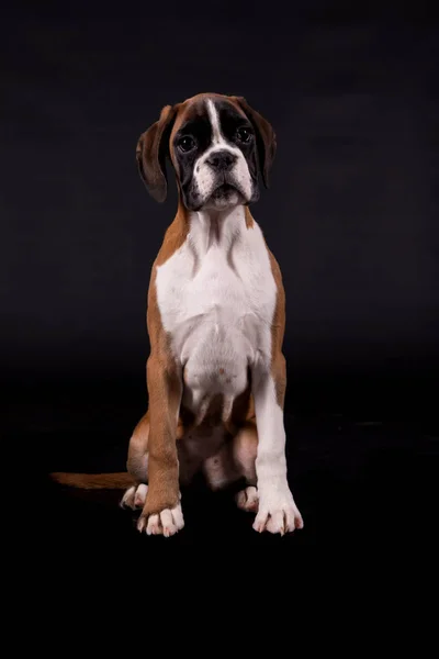 Beautiful boxer puppy — Stock Photo, Image