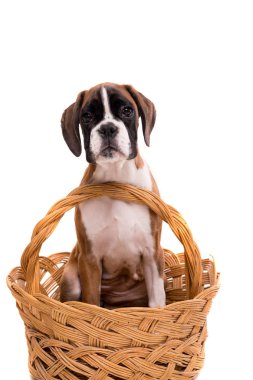 güzel boxer köpek yavrusu