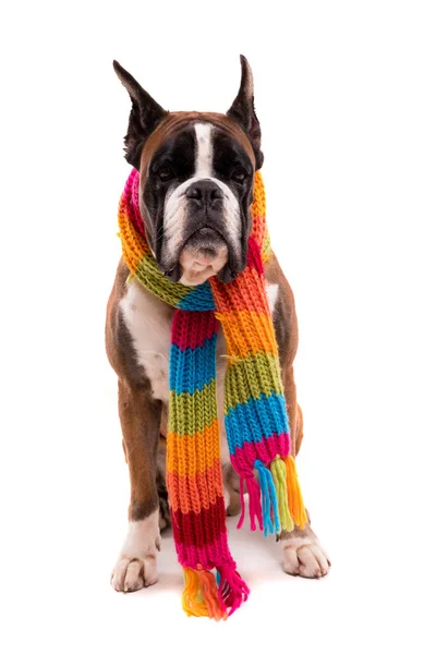 Bokser poseren in sjaal — Stockfoto