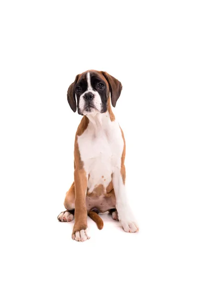 Bonito Boxer Cachorrinho — Fotografia de Stock