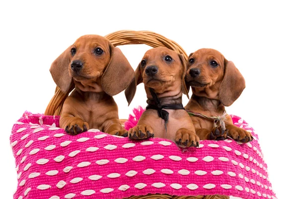 Hermosos cachorros de teckel — Foto de Stock