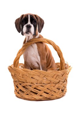 güzel boxer köpek yavrusu