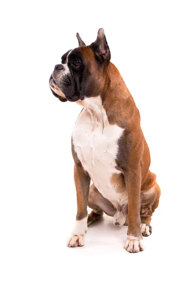 German boxer sitting — Stock Photo, Image